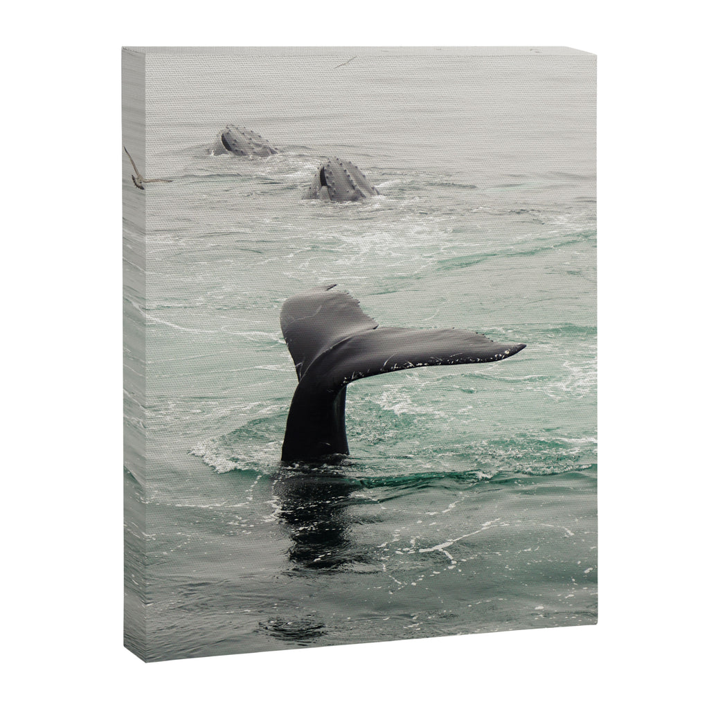 Whale Tail - ocean humpback whale photograph Canvas Print Gallery Image 6