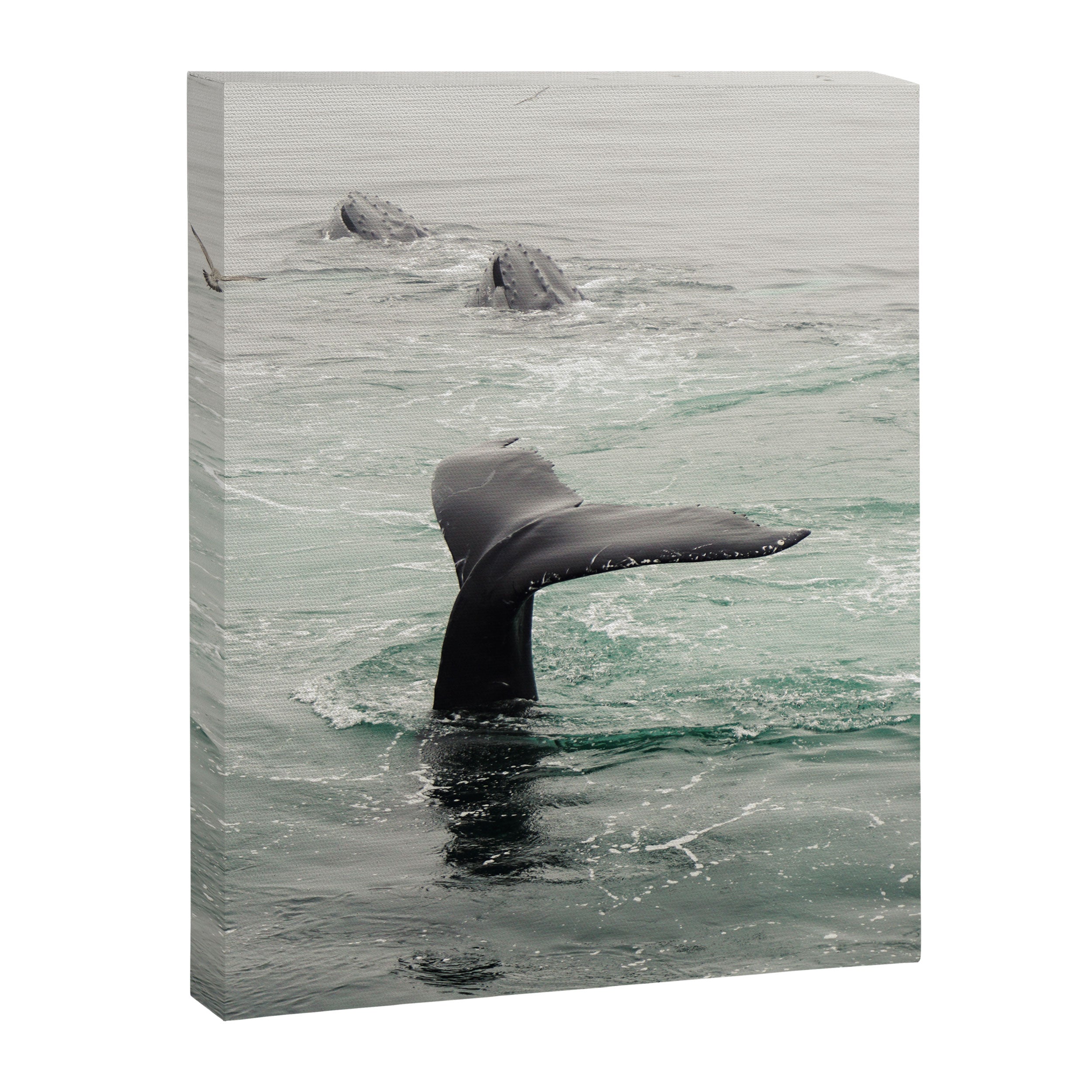 Whale Tail - ocean humpback whale photograph Canvas Print Gallery Image 6
