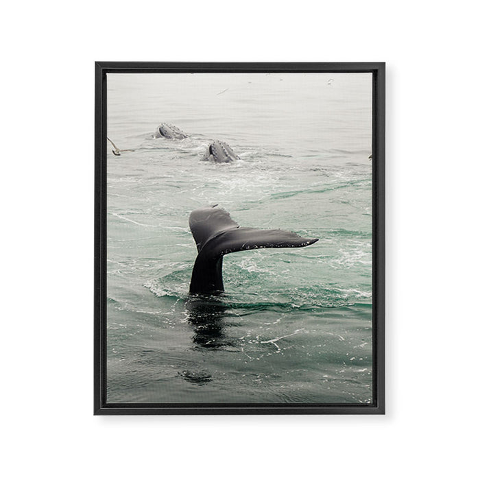 Whale Tail - ocean humpback whale photograph Framed Canvas Print Gallery Image 1