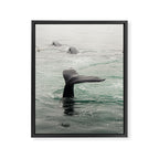 Whale Tail - ocean humpback whale photograph Framed Canvas Print Gallery Image 6