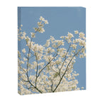 White Dogwood Flowers - spring flower photograph Canvas Print Gallery Image 6