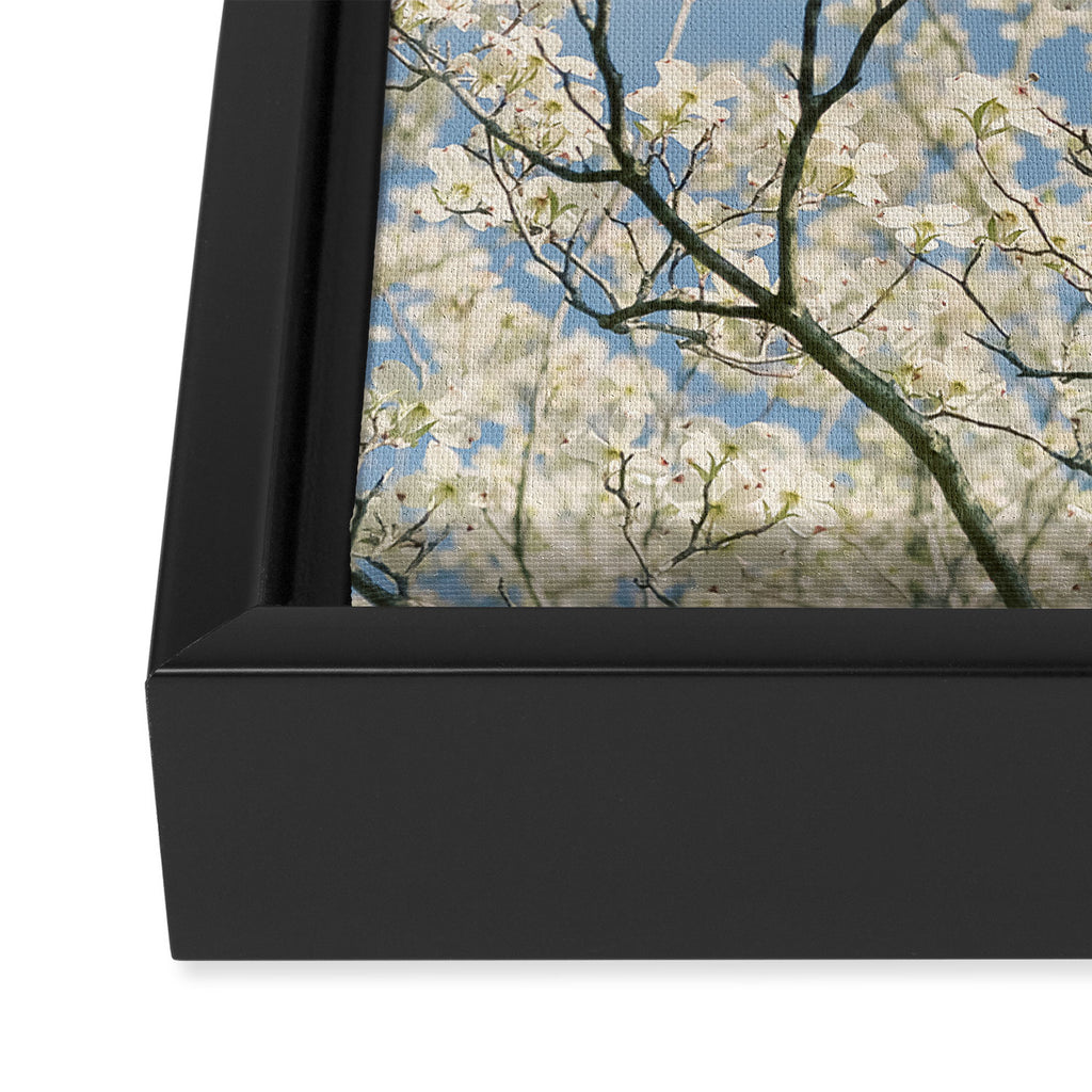 White Dogwood Flowers - spring flower photograph Framed Canvas Print Gallery Image 3