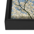 White Dogwood Flowers - spring flower photograph Framed Canvas Print Gallery Image 3