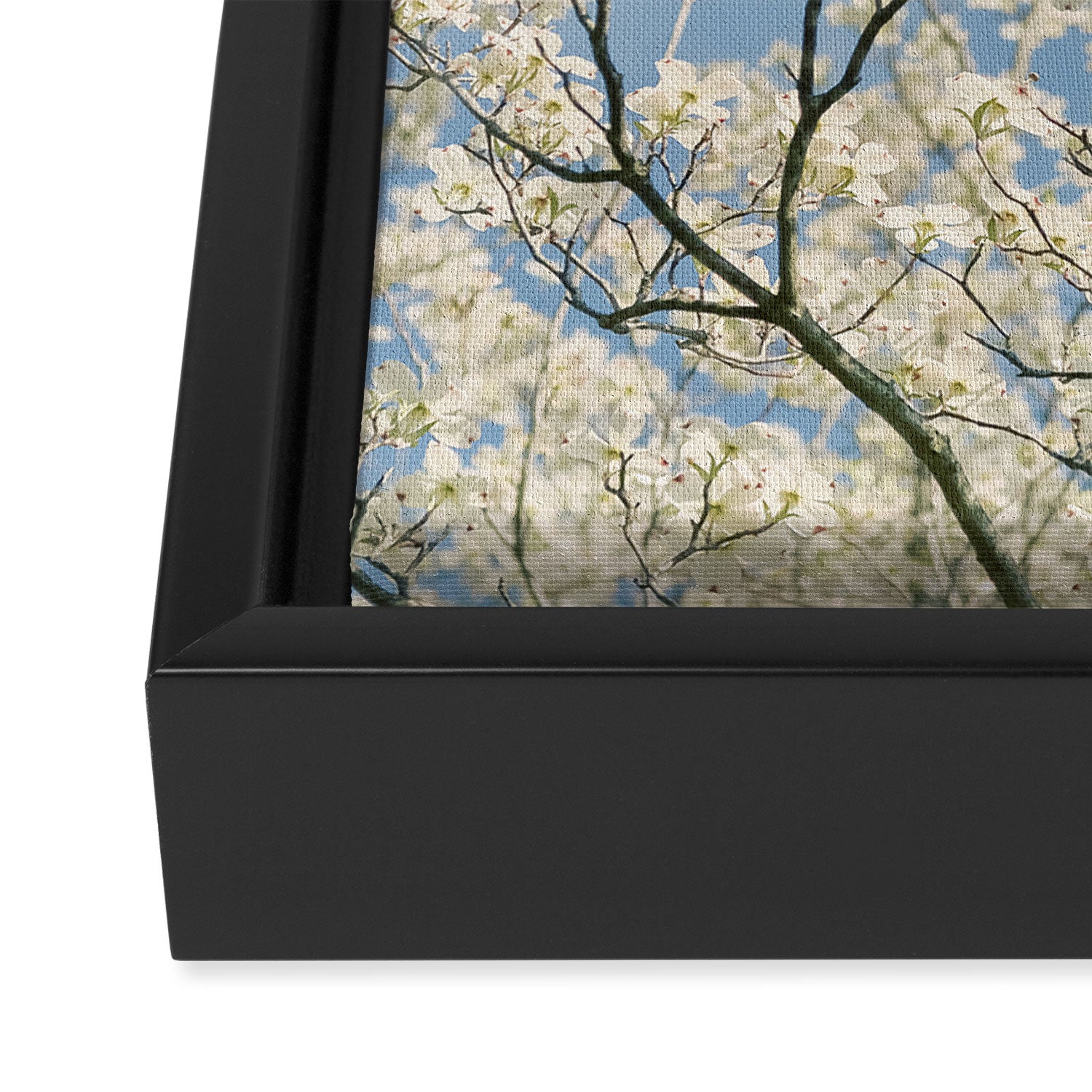 White Dogwood Flowers - spring flower photograph Framed Canvas Print Gallery Image 3