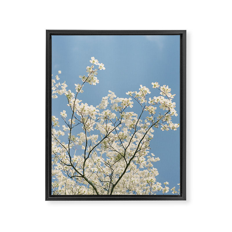 White Dogwood Flowers - spring flower photograph Framed Canvas Print Gallery Image 6