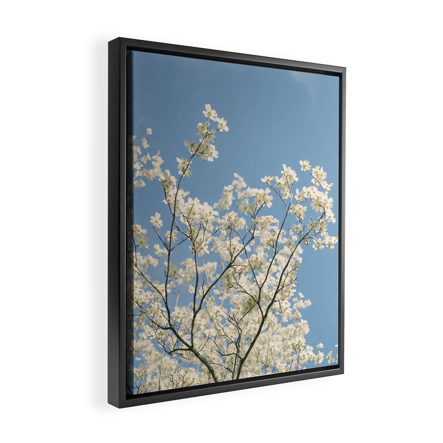 White Dogwood Flowers - spring flower photograph Framed Canvas Print Gallery Image 2