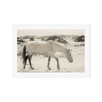 Wild Horses 3 - Black and White Art Print Gallery Image 1