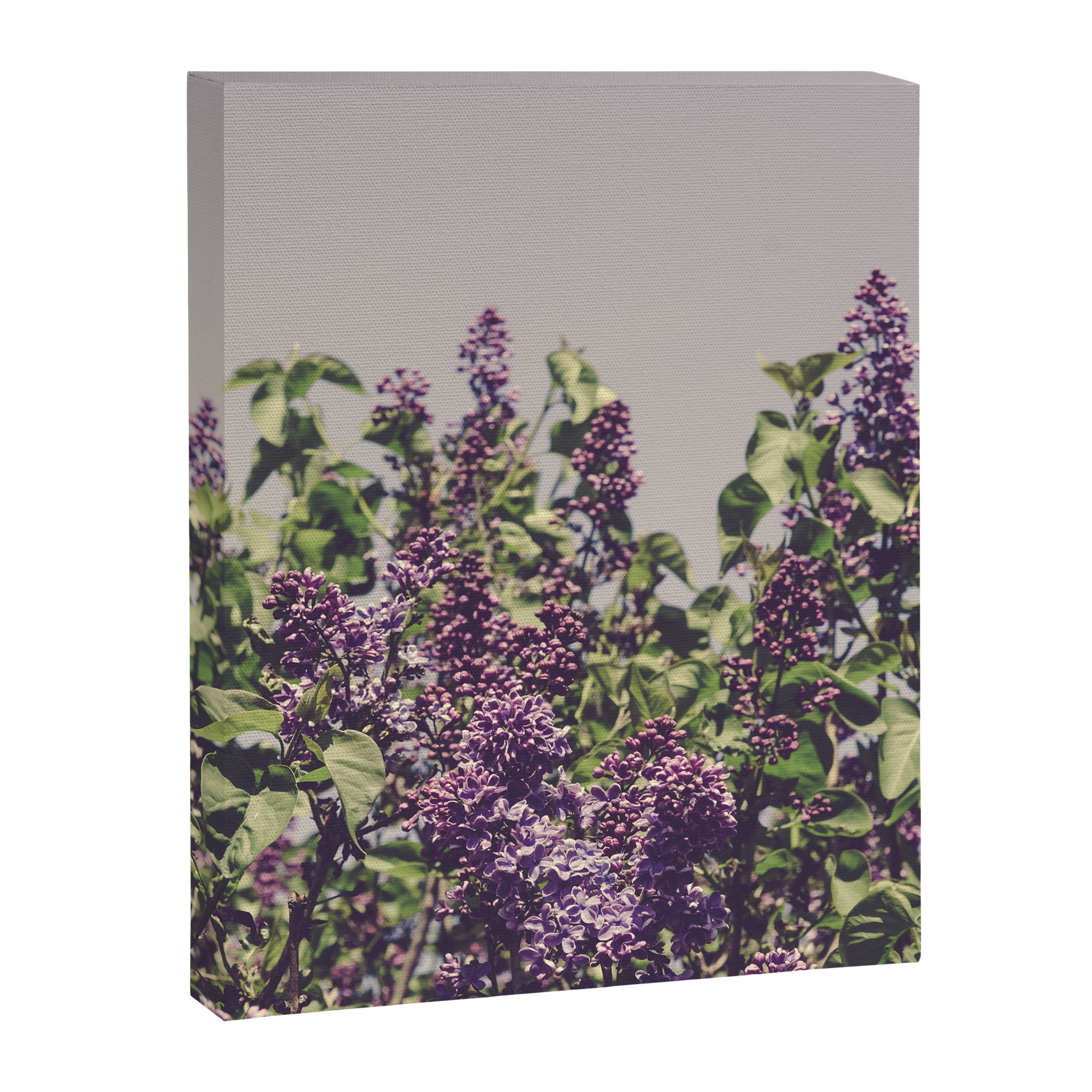 Wild Lilacs - spring floral nature photograph Canvas Print Gallery Image 8