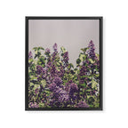 Wild Lilacs - spring floral nature photograph Framed Canvas Print Gallery Image 8