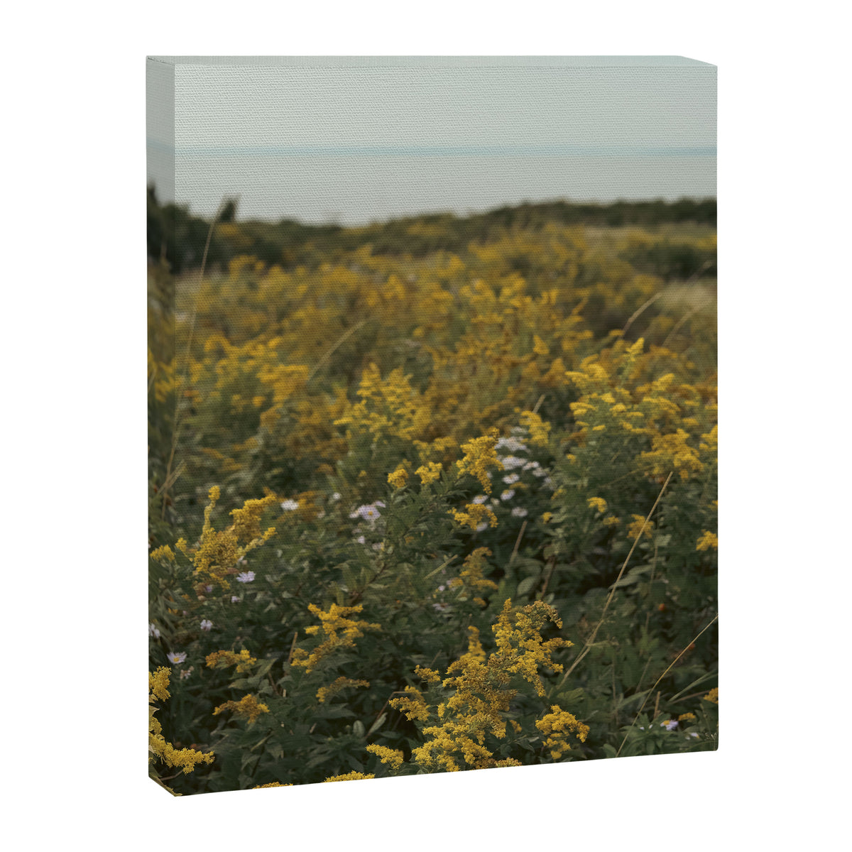 wildflower field by the sea - nature photograph autumn Canvas Print Gallery Image 6