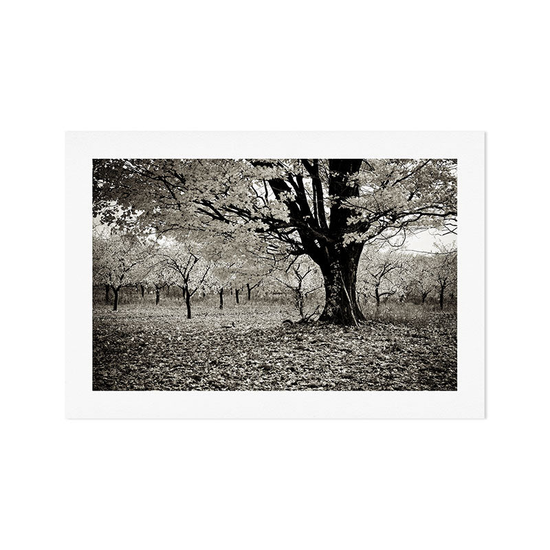 Wind and Leaves - B&W Art Print Gallery Image 1