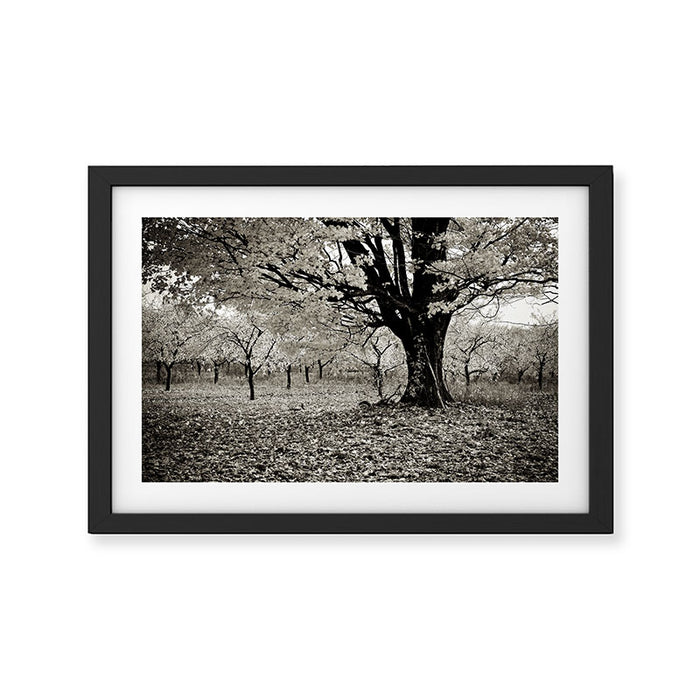 Wind and Leaves - B&W Framed Art Print Gallery Image 1
