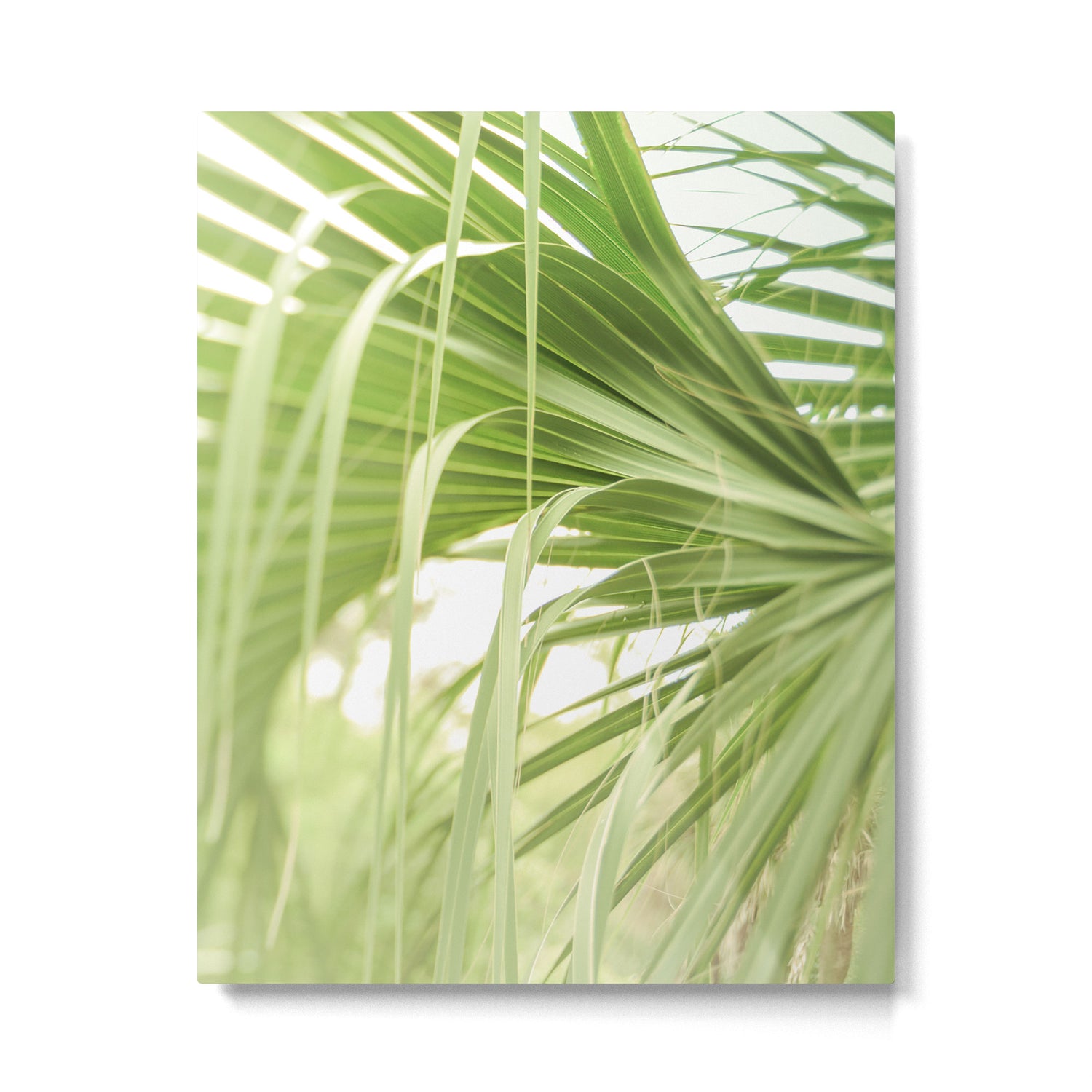 Windblown Metal Print Gallery Image 4