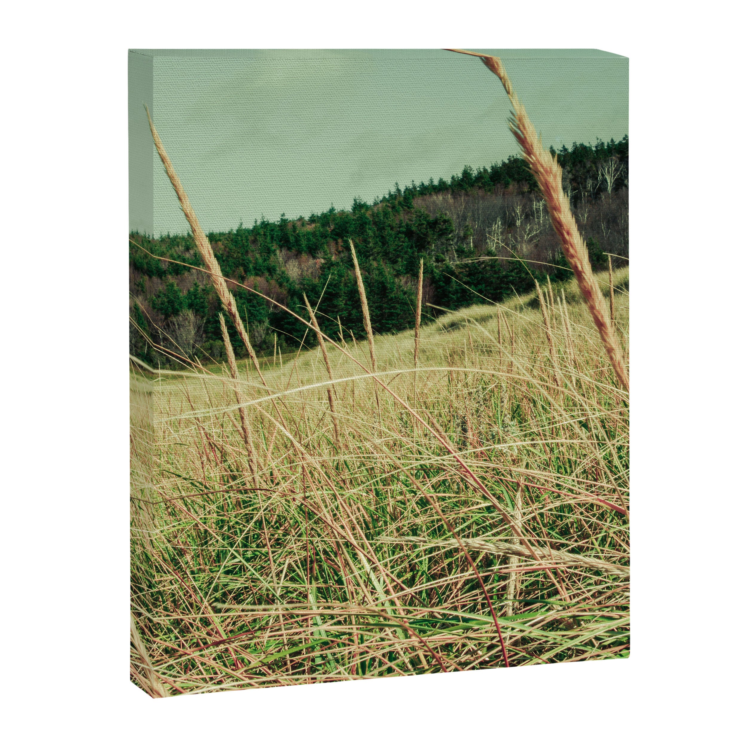 Windswept Canvas Print Gallery Image 6