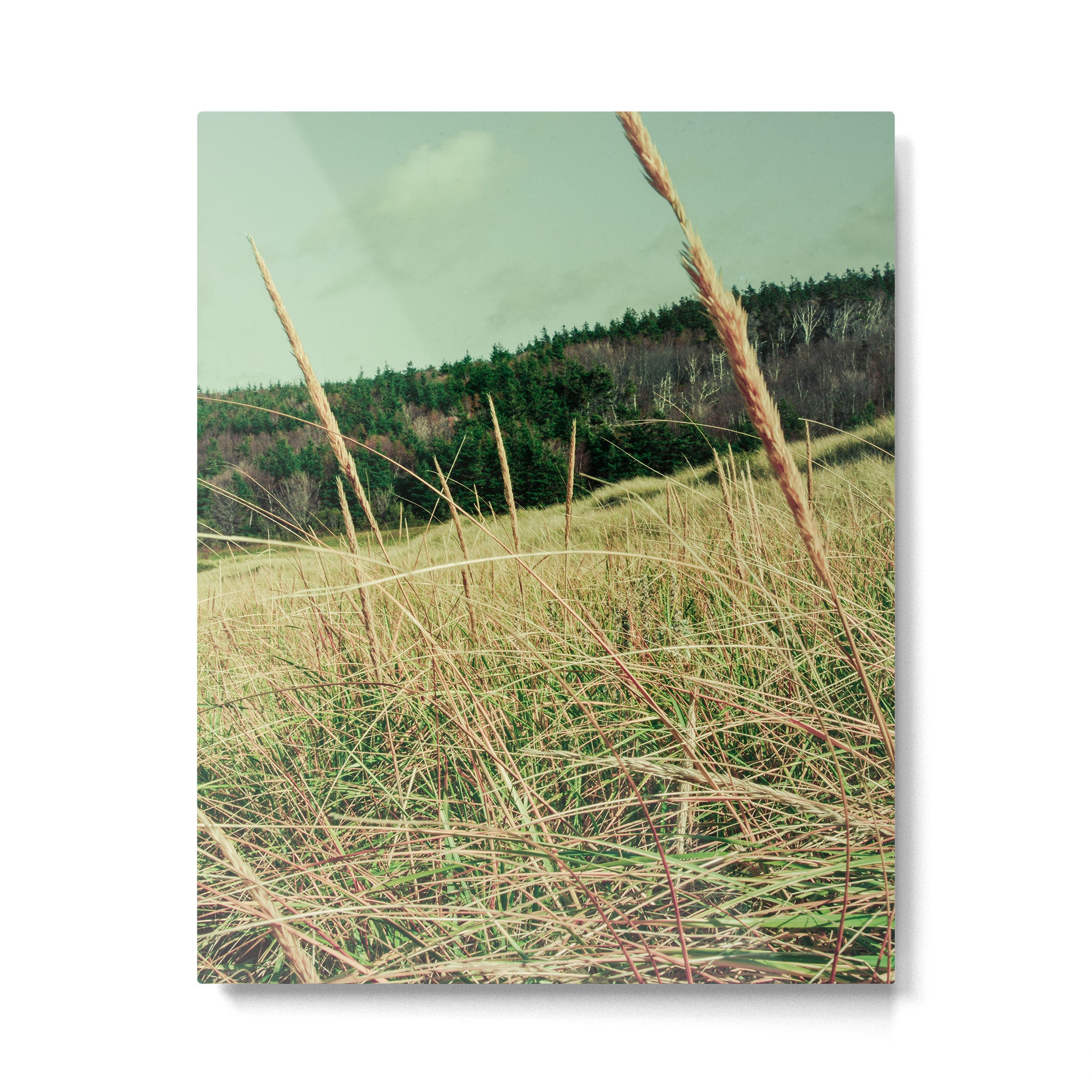 Windswept Metal Print Gallery Image 4