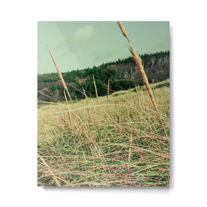 Windswept Metal Print Gallery Image 1