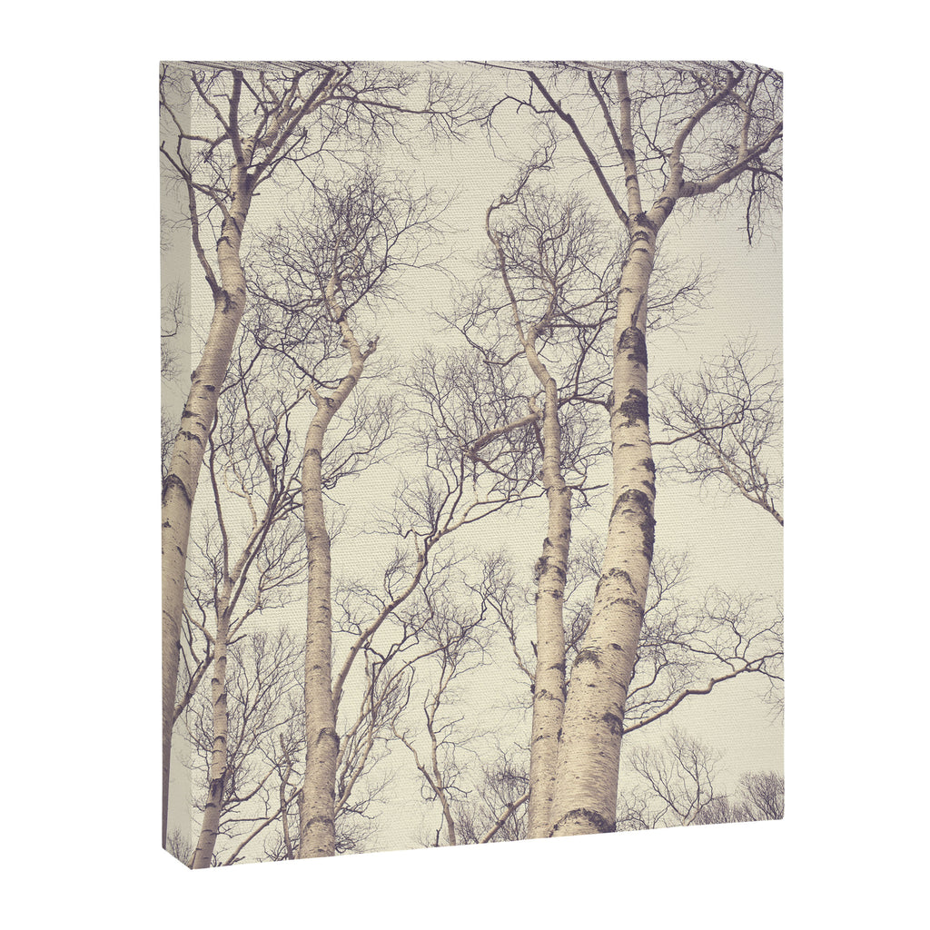 Winter Birch Trees - Scandinavian decor nature photograph Canvas Print Gallery Image 6