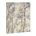 Winter Birch Trees - Scandinavian decor nature photograph Canvas Print Gallery Image 6