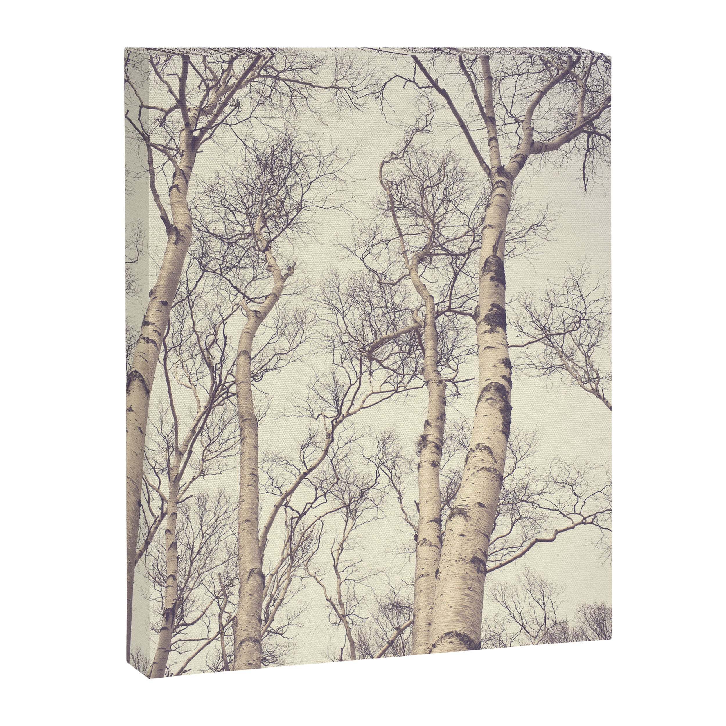 Winter Birch Trees - Scandinavian decor nature photograph Canvas Print Gallery Image 6