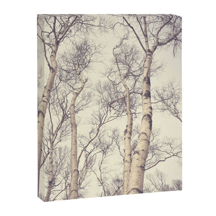 Winter Birch Trees - Scandinavian decor nature photograph Canvas Print Gallery Image 1