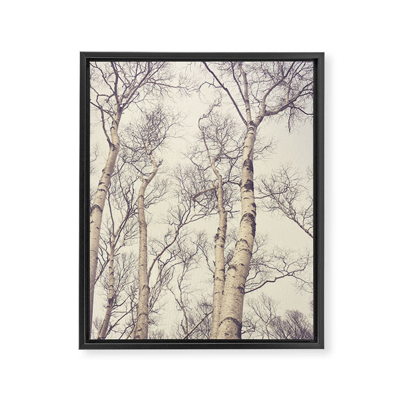 Winter Birch Trees - Scandinavian decor nature photograph Framed Canvas Print Gallery Image 6