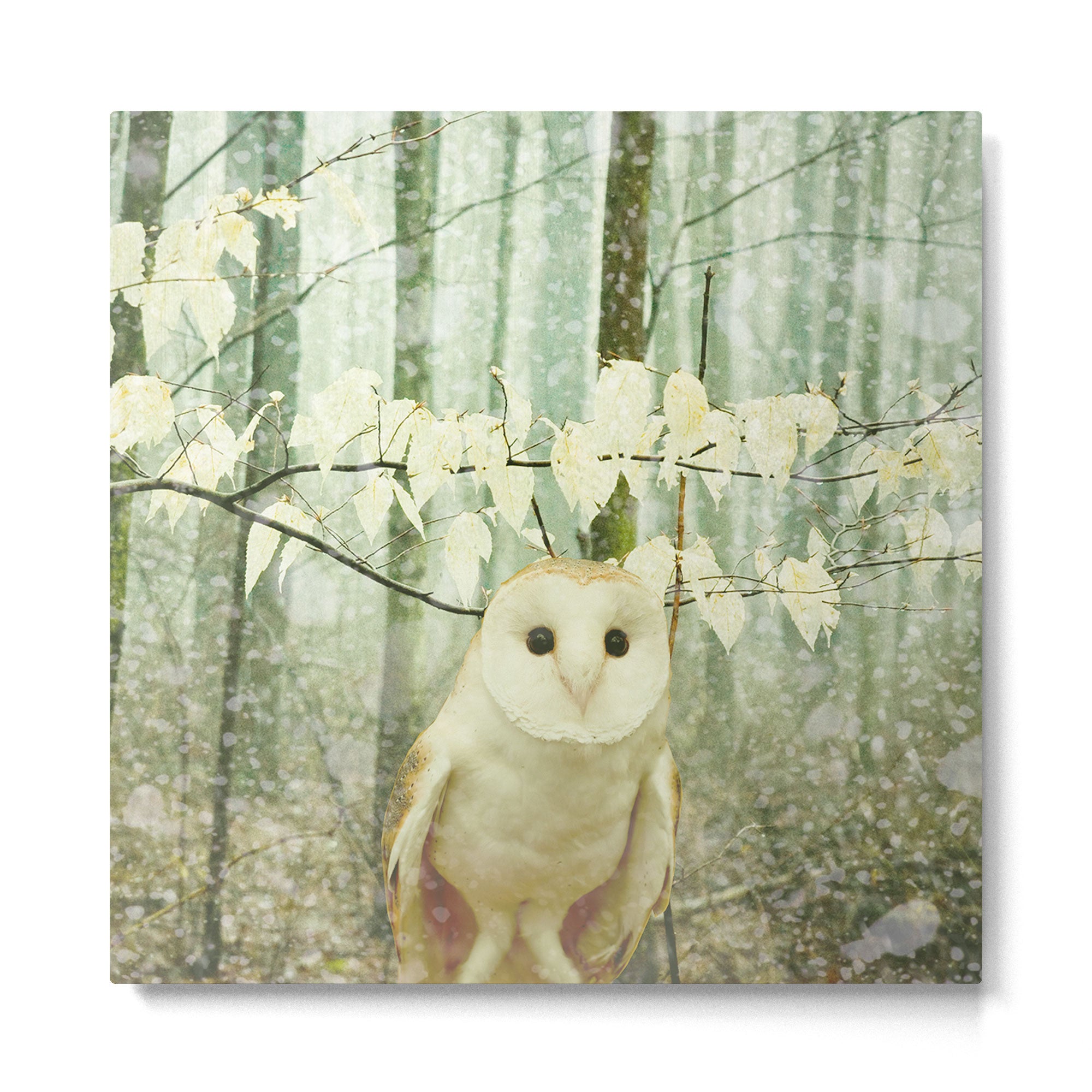 Winter Owl Metal Print Gallery Image 2