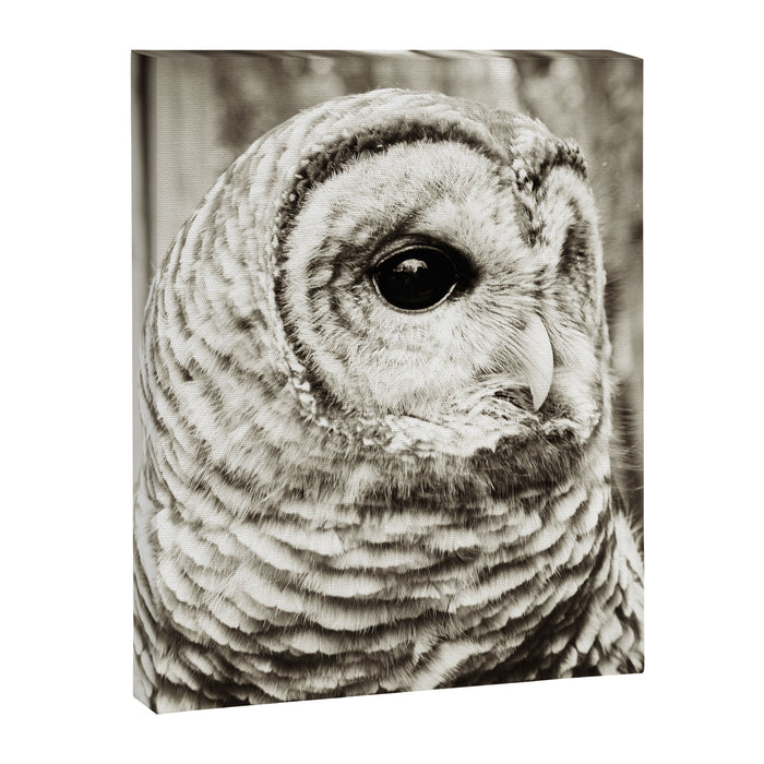 Wise Old Owl Canvas Print Gallery Image 1