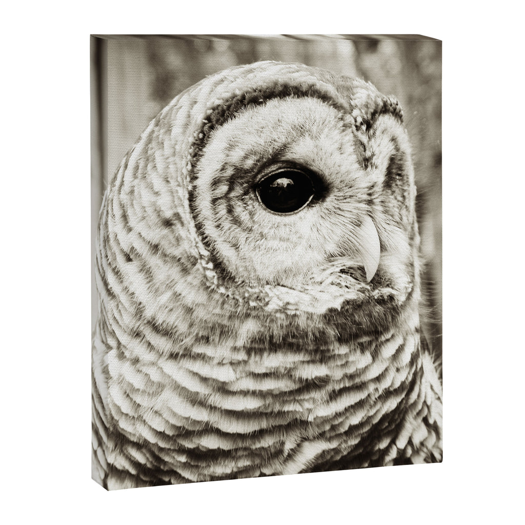 Wise Old Owl Canvas Print Gallery Image 6
