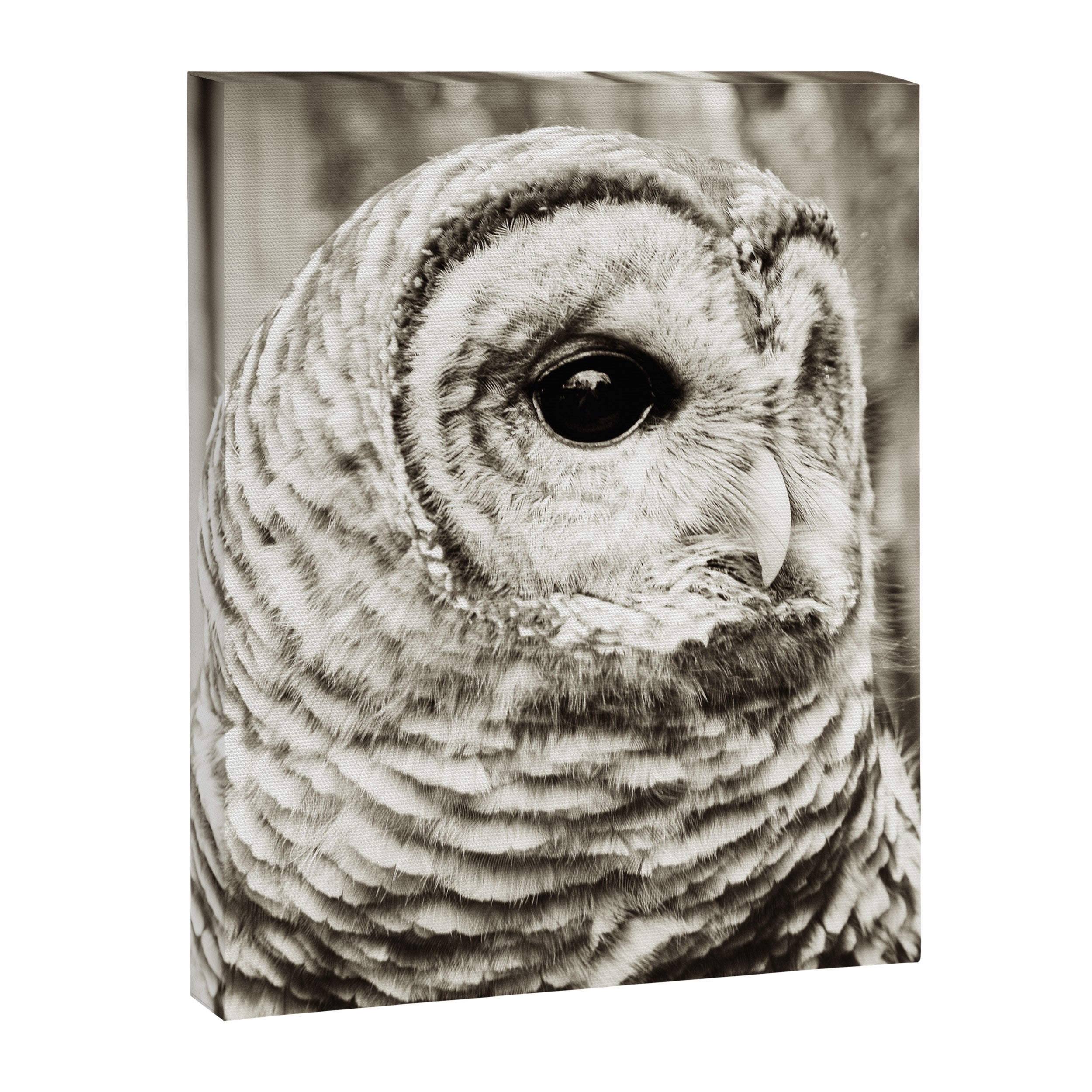 Wise Old Owl Canvas Print Gallery Image 6