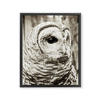 Wise Old Owl Framed Canvas Print Gallery Image 6