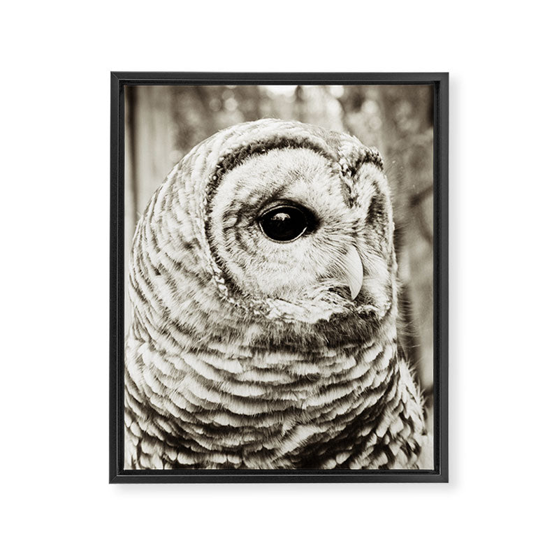 Wise Old Owl Framed Canvas Print Gallery Image 6