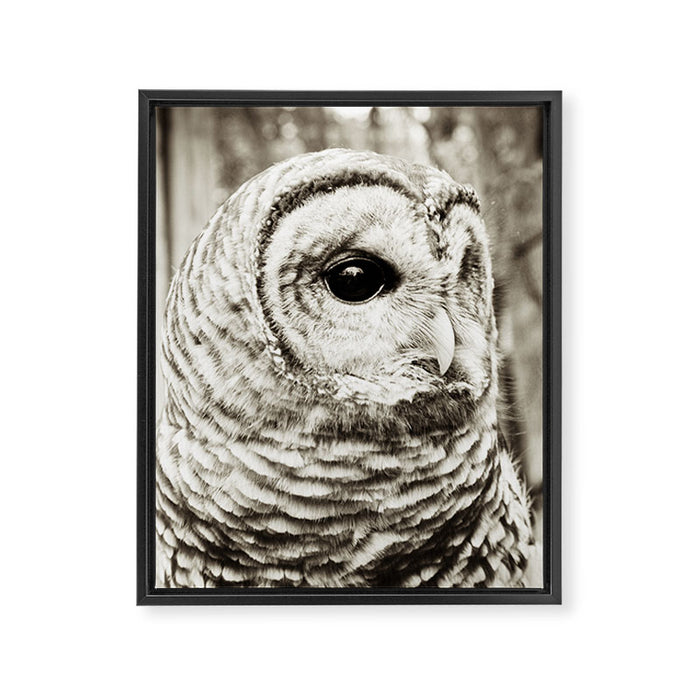 Wise Old Owl Framed Canvas Print Gallery Image 1