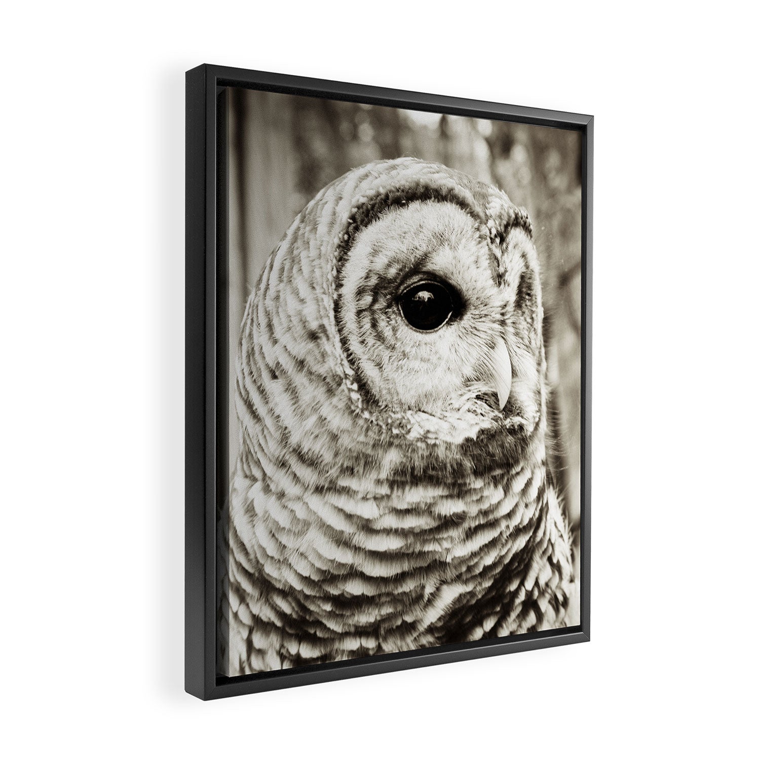 Wise Old Owl Framed Canvas Print Gallery Image 2