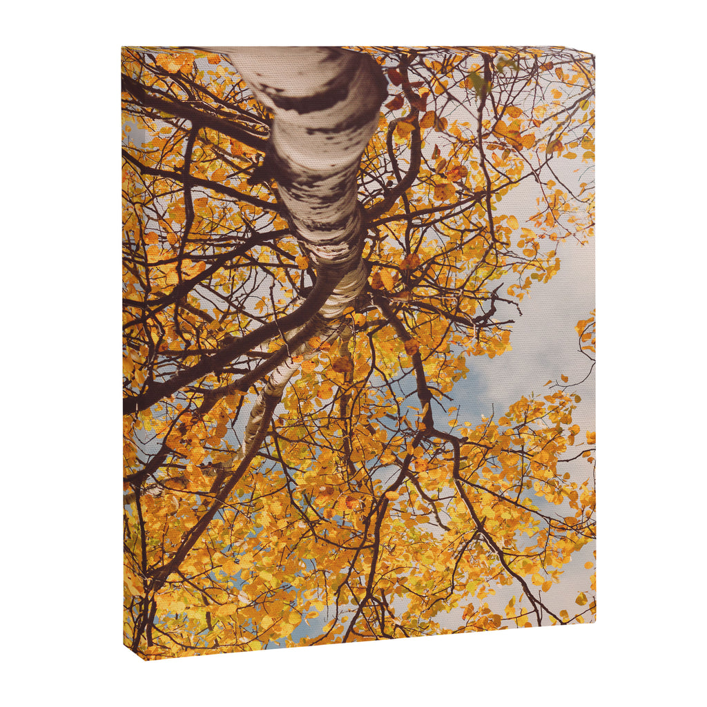Yellow Autumn Birch Tree in the Maine Woods Canvas Print Gallery Image 6
