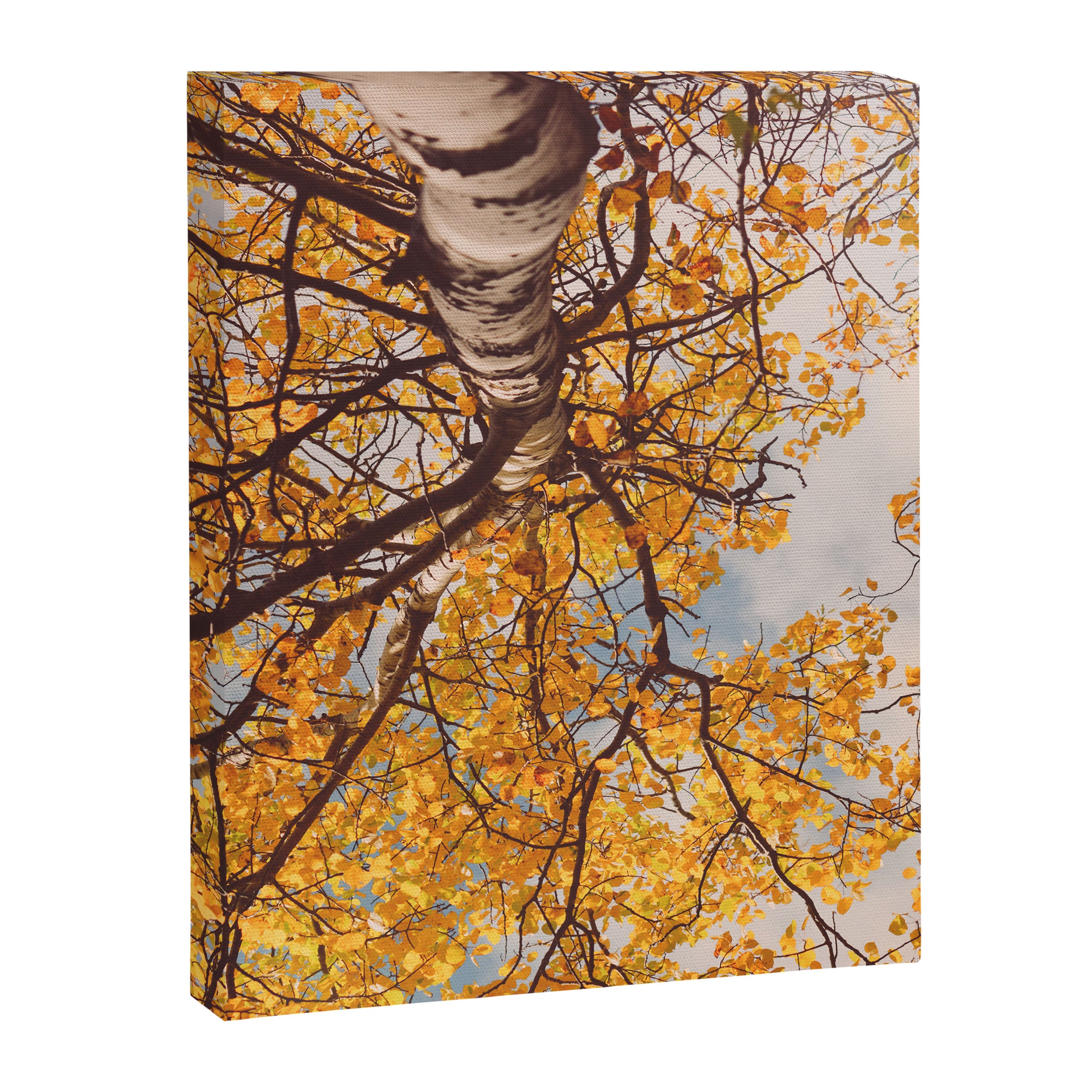 Yellow Autumn Birch Tree in the Maine Woods Canvas Print Gallery Image 6