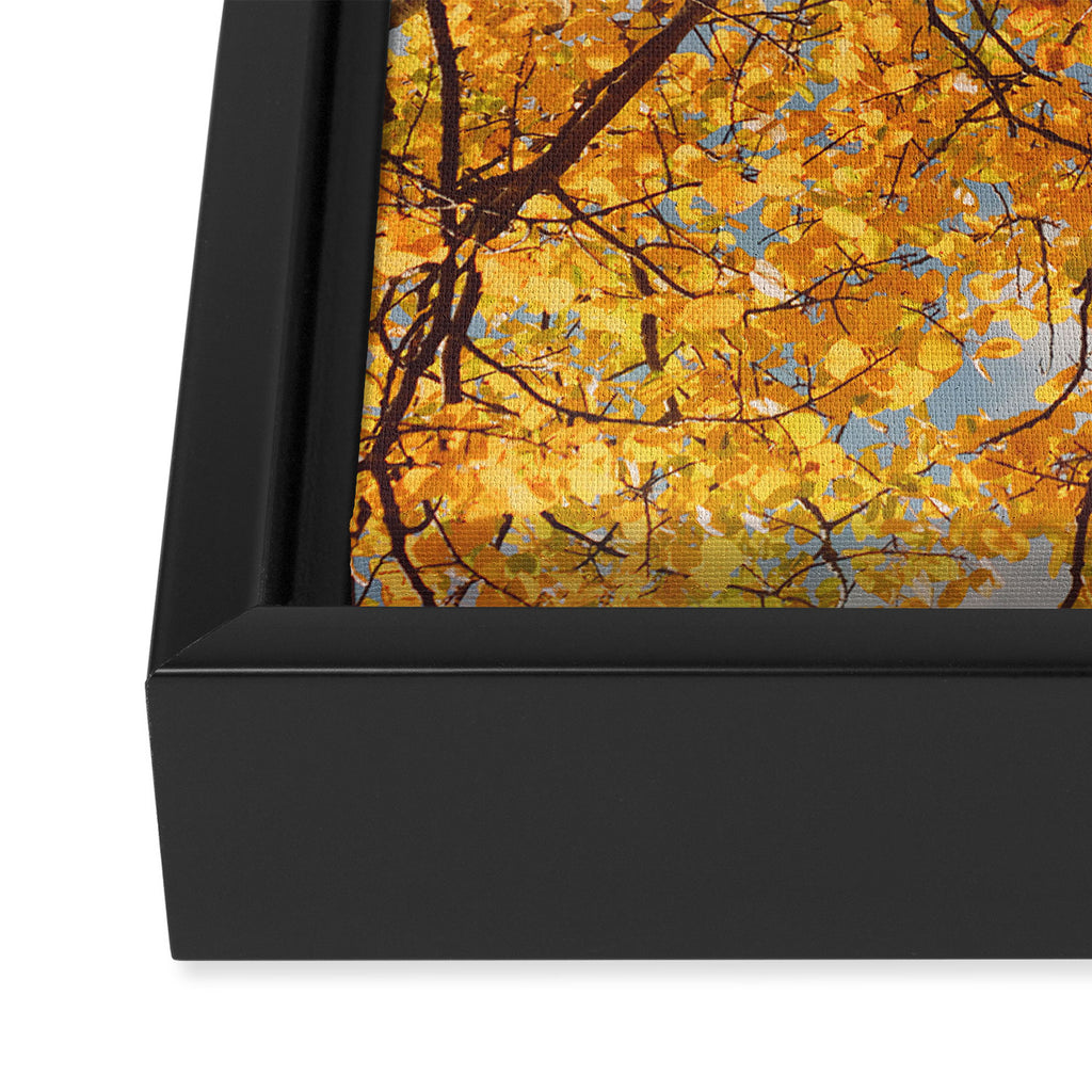 Yellow Autumn Birch Tree in the Maine Woods Framed Canvas Print Gallery Image 3