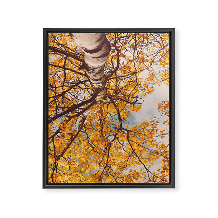 Yellow Autumn Birch Tree in the Maine Woods Framed Canvas Print Gallery Image 1