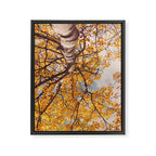 Yellow Autumn Birch Tree in the Maine Woods Framed Canvas Print Gallery Image 6