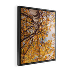 Yellow Autumn Birch Tree in the Maine Woods Framed Canvas Print Gallery Image 2