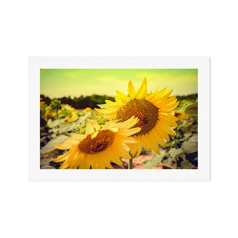 Yellow Summer Sunflower Art Print Gallery Image 1