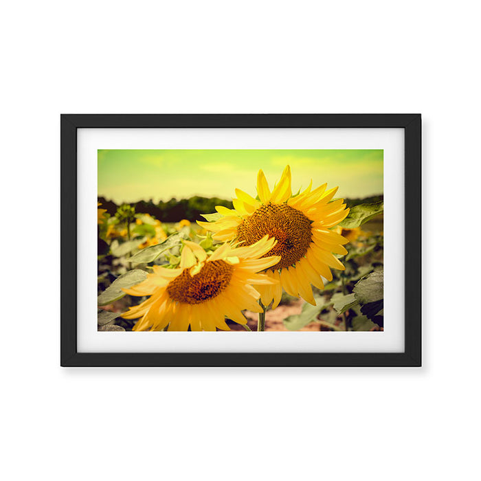 Yellow Summer Sunflower Framed Art Print Gallery Image 1