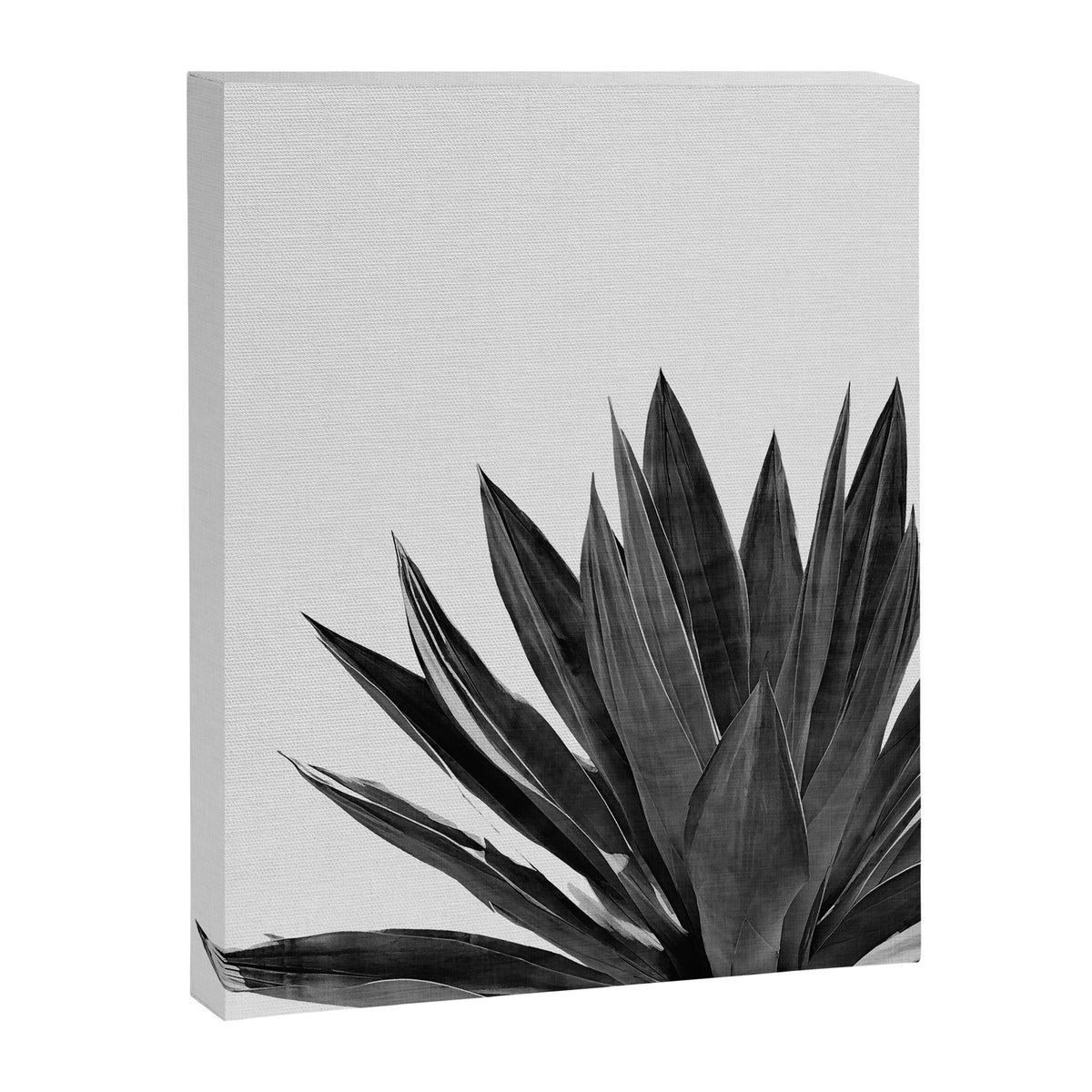 Agave Cactus Black & White Canvas Print Gallery Image 6
