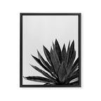 Agave Cactus Black & White Framed Canvas Print Gallery Image 6