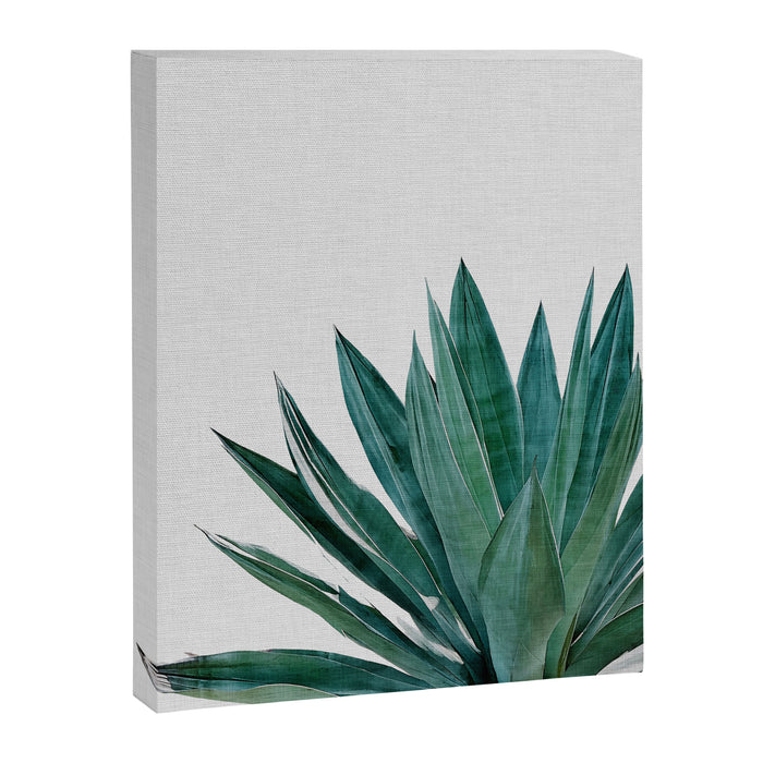 Agave Cactus Canvas Print Gallery Image 1