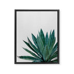 Agave Cactus Framed Canvas Print Gallery Image 6