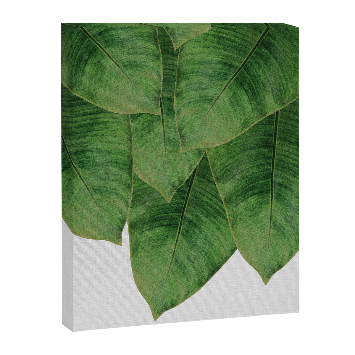 Banana Leaf III Canvas Print Gallery Image 6