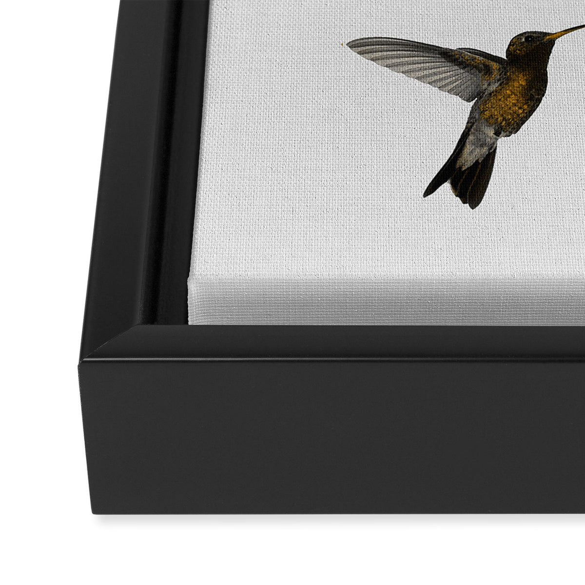 Hummingbird & Flower I Framed Canvas Print Gallery Image 3