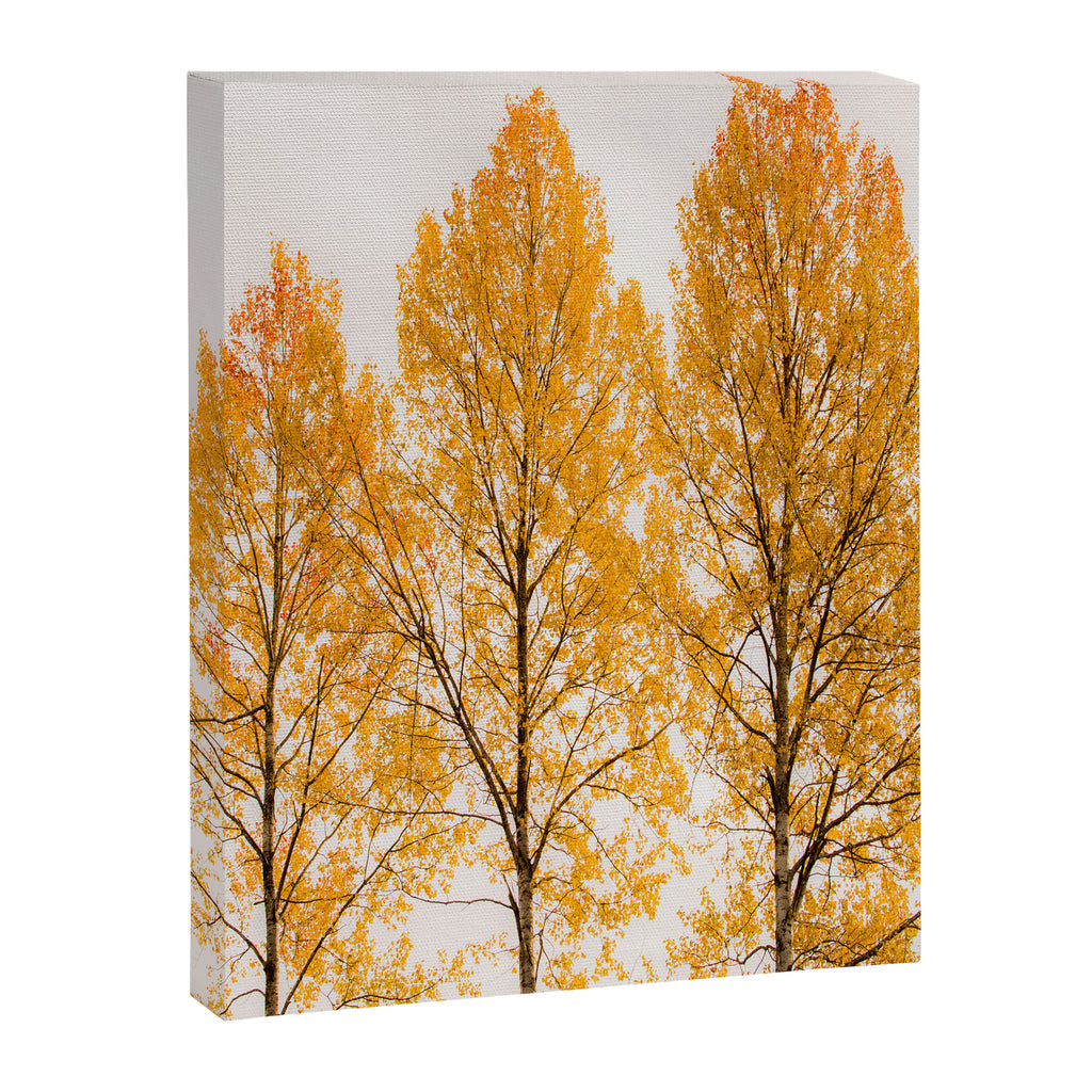 Aspen Trees #decor #society6 #buyart Canvas Print Gallery Image 8