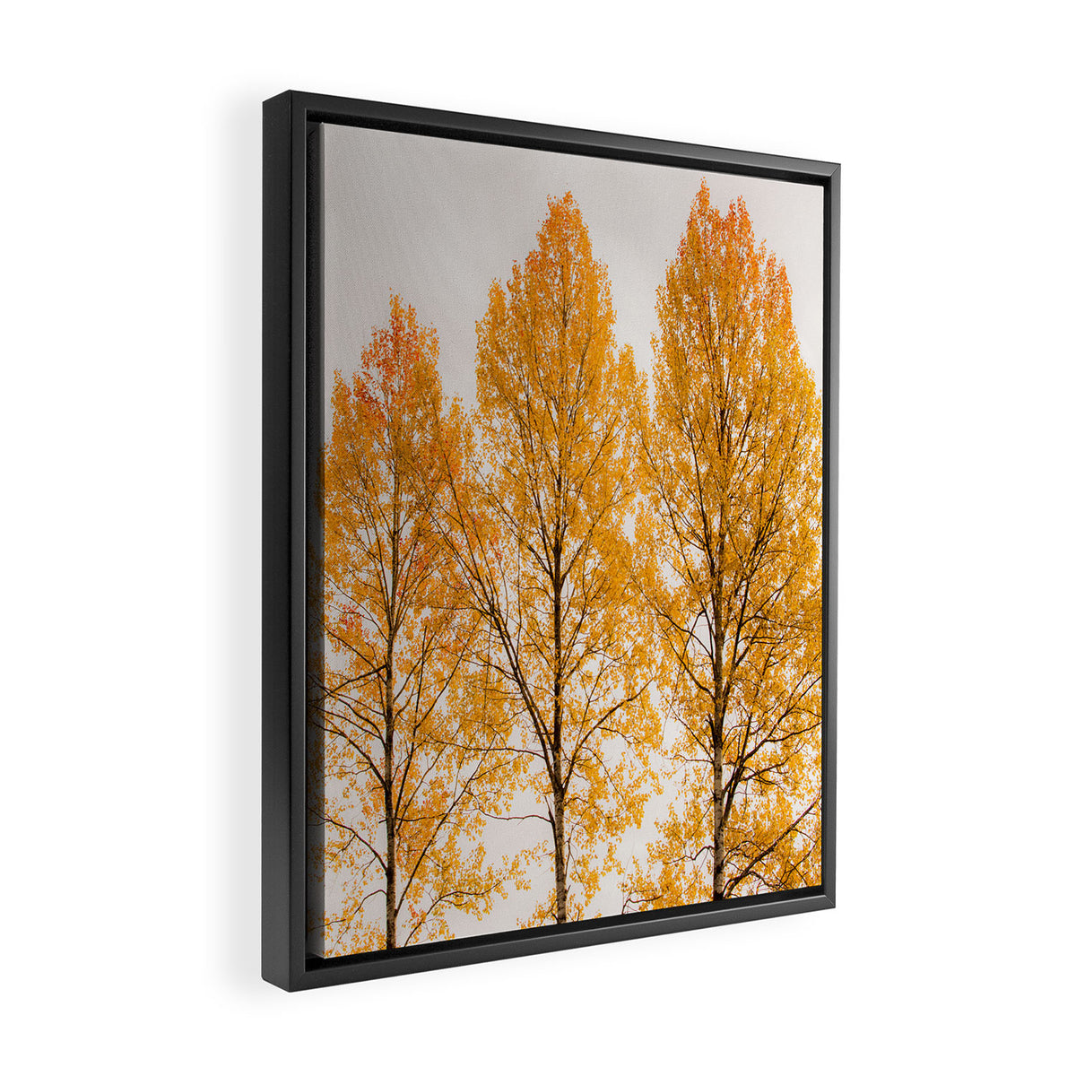 Aspen Trees #decor #society6 #buyart Framed Canvas Print Gallery Image 2