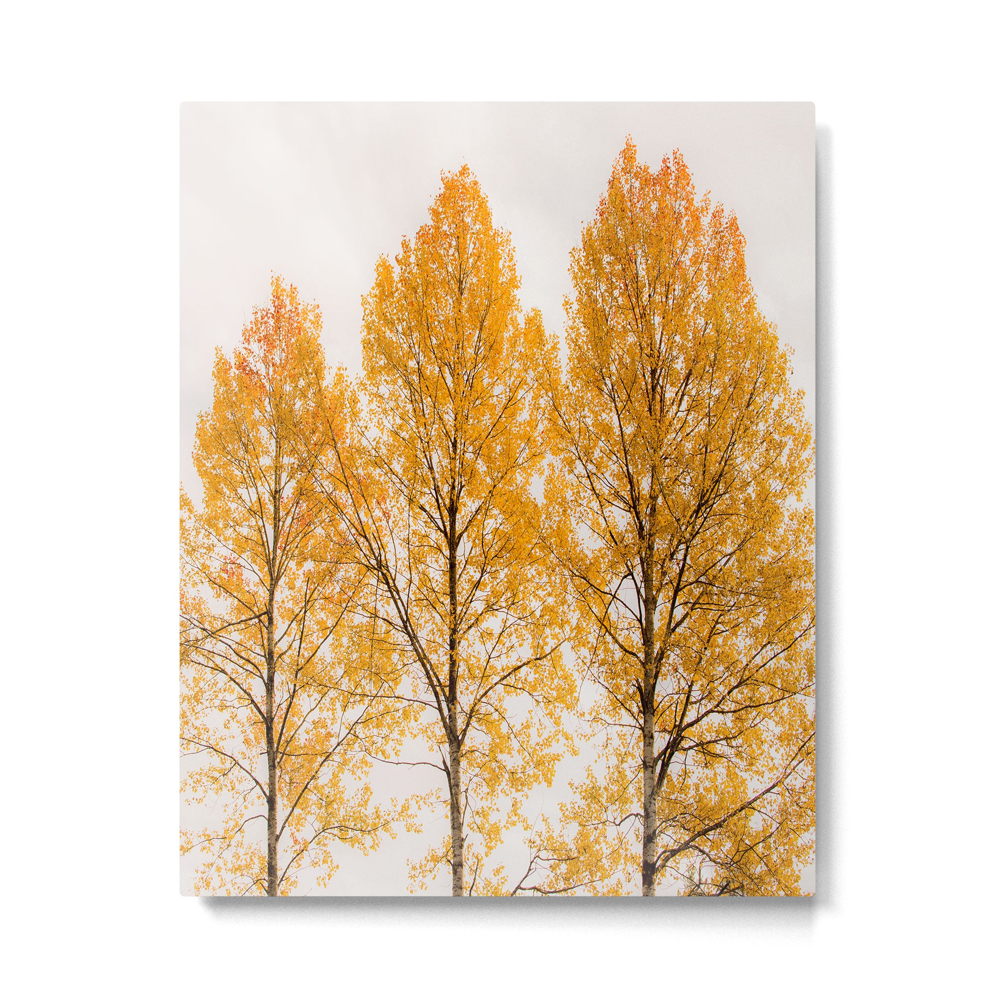 Aspen Trees #decor #society6 #buyart Metal Print Gallery Image 6